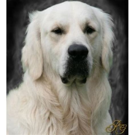 As serious hobby breeders our main goal is to breed golden retrievers that posses the beauty, the temperament and personality that reflects the breed all of our golden retriever puppies are not only bred with focus on top quality temperaments but with top quality champion bloodlines, to include. Recherche Goldens, Golden Retriever Breeder in Statesville ...