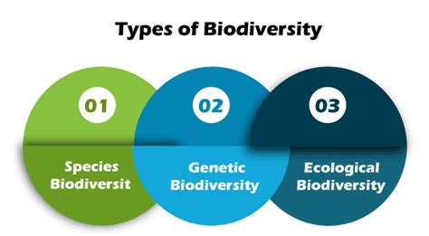 Six Reasons Why Biodiversity Is Important Superprof