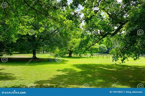 Sunny Meadow With Green Grass And Large Trees Stock Image Image Of