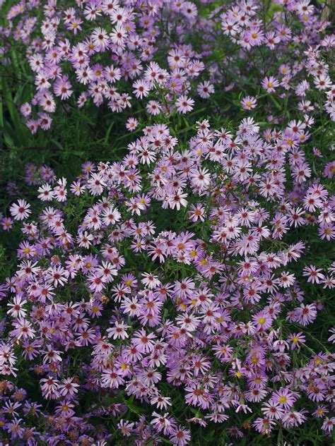 Symphyotrichum Prairie Sky Beth Chatto Plants And Gardens