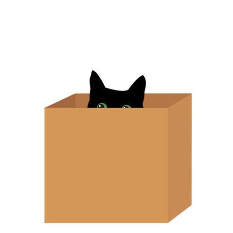 Cat Hiding In Box Stock Photos Pictures And Royalty Free Images Istock