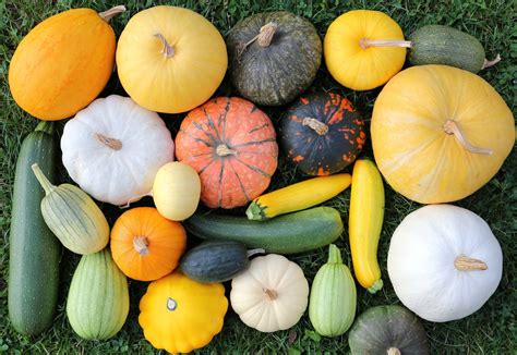 Edible Squash Varieties