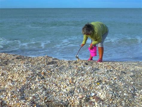 Shellebrating The Season On Captiva Florida I Love Shelling