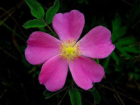 Check spelling or type a new query. Wild Rose (Iowa State Flower) | Travel: Iowa, USA ...