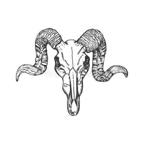 Ram Skull Hand Drawn Vector Sketch Stock Vector Illustration Of Dark