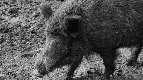 Interpretation of dreams is not fixed by any means; Wild Boar Dream Interpretation and Meaning - Sleep Culture