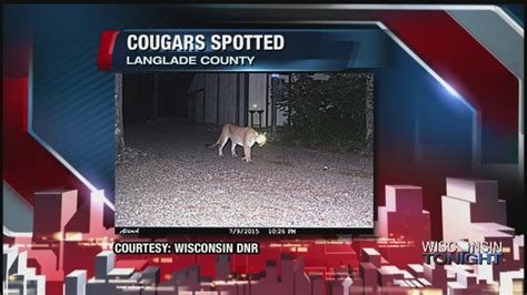 Dnr Confirms 2 Cougar Sightings In Northern Wisconsin Youtube