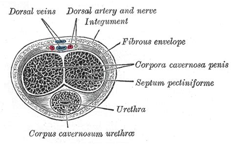 Corpus cavernosum penis Википедија