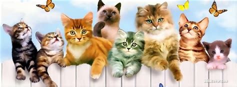 Pin By Lueann Garcia On Facebook Covers Cats And Kittens Kittens