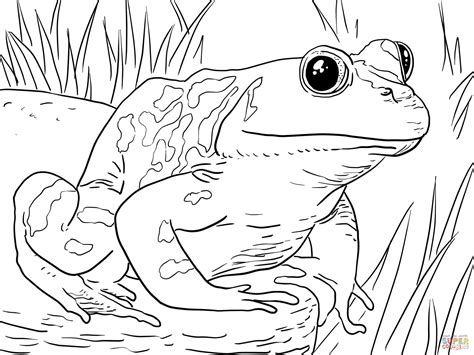 Free Coloring Page Frog