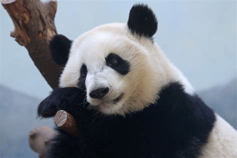 Bears Animals Panda Wallpapers Hd Desktop And Mobile Backgrounds