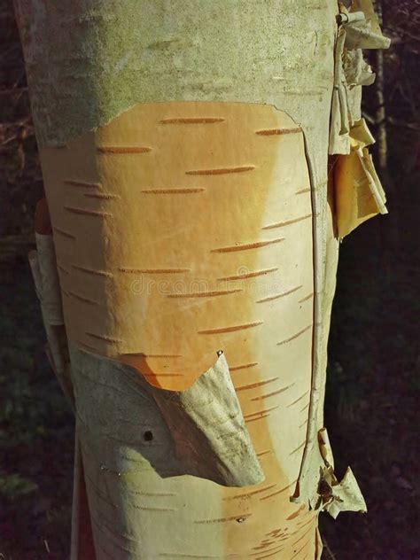 Peeling Bark On A Birch Tree Stock Image Image Of Markings Tree