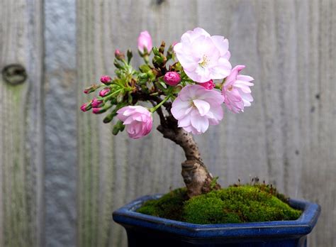 Rare Flowering Tree Sakura Cherry Bonsai Are Very Popular For Their