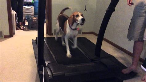 Tasha The Dog On Treadmill Youtube