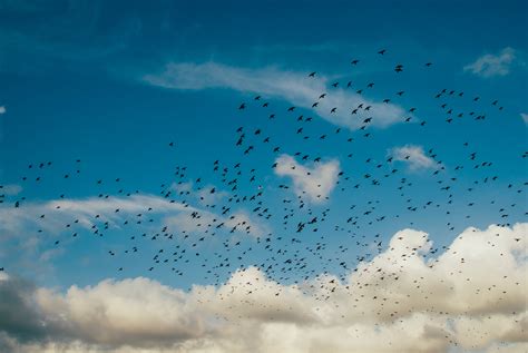 5406335 4000x2678 Cloud Blue Nature Birds Bird Group Flock Sky