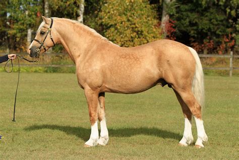 Palomino Welsh Cob Section D Stallion Jebeth Hitchhikers Guide