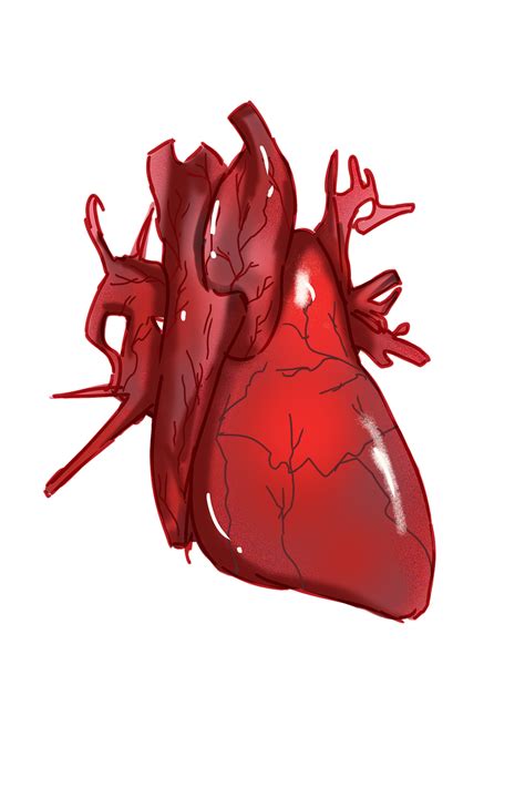heart anatomy png