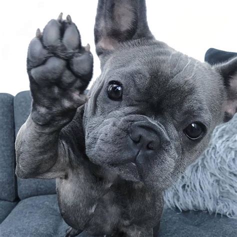 14 Peachy Facts About Funny French Bulldogs Petpress French Bulldog