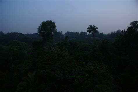 Jungle At Night Alexch Flickr