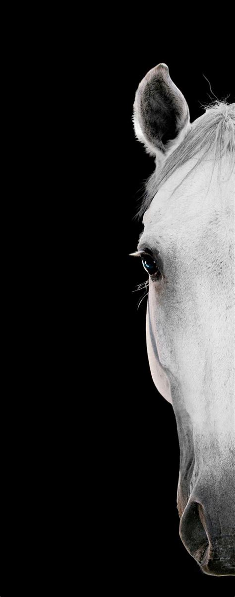 Bob Tabor Horse Portrait 34 Black And White Photography Horses