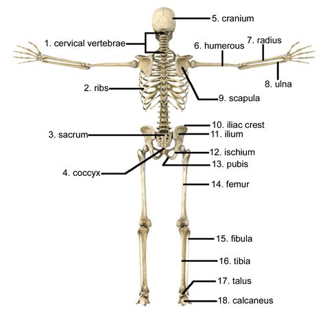 In order to navigate out of this carousel please use your heading shortcut key to navigate to the next or previous heading. skeleton picture with all bones name | Diabetes Inc.