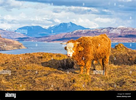 Highland Cattle Cow In Landscape On Isle Of Skye Near Elgol Scotland