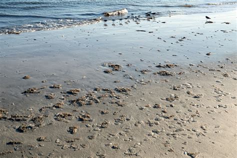 Many Jellyfish On The Beach Coast Of The Gulf Of Mexico Texas Stock