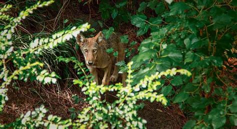 Renewed Hope For Red Wolves Defenders Of Wildlife