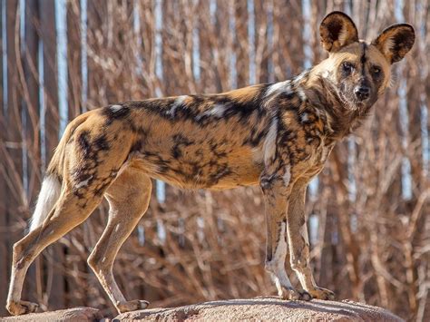 Why Do African Wild Dogs Have Big Ears