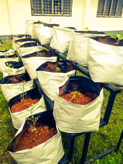 Grow Bag Gardening Benefits How To Use Sizing And More The