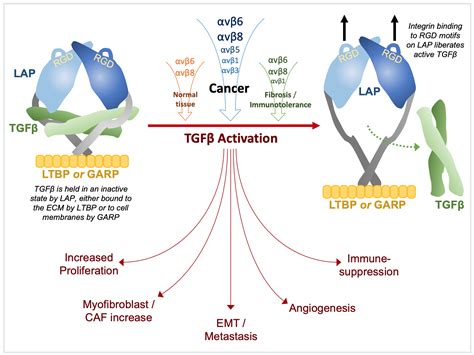 Cancers Free Full Text Integrin Mediated Tgf Activation Modulates