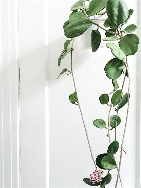 Our Favorite Hanging Houseplants Mulhalls Cool Plants Houseplants