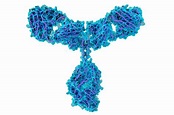 Was sind Antikörper und welche Funktion haben sie?