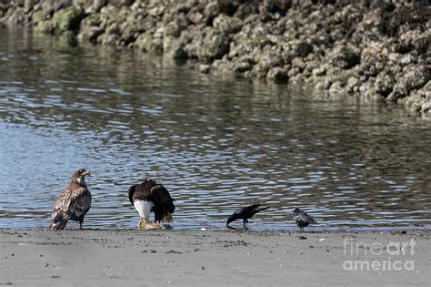 Bald Eagle Eating A Fish At Neah Bay In Washington Photograph By