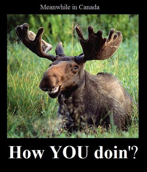 Eh Animal Captions Animal Puns Moose Animal Animal Facts Funny