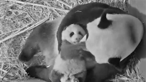 Giant Panda Cub Born In Dutch Zoo Named Fan Xing Cgtn