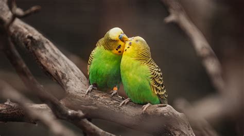 Download Wallpaper 2048x1152 Budgies Parrots Birds Branches Kiss