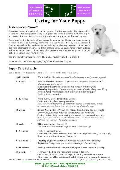 Caring For Your Puppy Pdf Ingleburn Veterinary Hospital