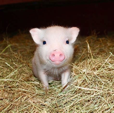 Cute Piggies Baby Pigs Pet Pigs