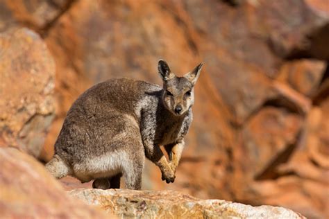 Explore Wildlife Of The Northern Territory On Holiday To Australia