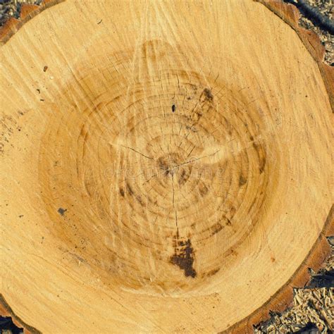 Cracked Pine Tree Trunk In Cross Section Stock Photo Image Of Dead