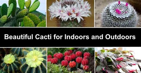 29 Types Of Cactus With Pictures And Names Identification Guide Zohal