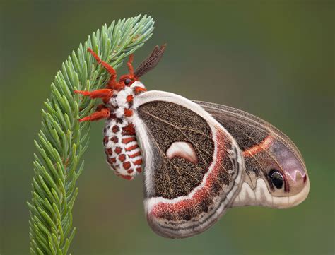 Moth Vs Butterfly What Is The Difference Animal Hype