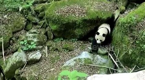 Rare Sighting Of Wild Panda Caught On Camera In Northern China Buy Sell Or Upload Video