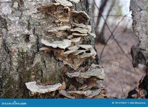 Growths On The Tree Fungi Parasitize The Trunks Of Birch Trees In The