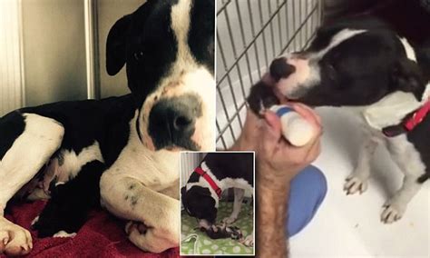Stray Pit Bull Adopts Kitten After Losing Litter Of Her Own Daily Mail Online