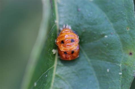 Pupae Of The Multicolored Asian Lady Beetle Pecan South Magazinepecan