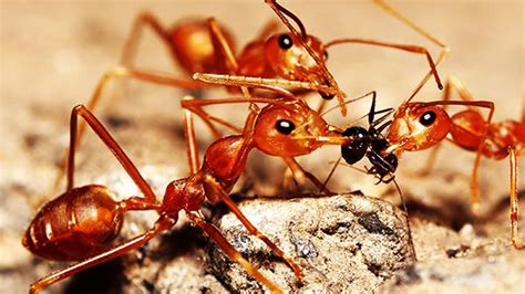 Maybe you would like to learn more about one of these? Fire Ant Control & Extermination | Greenville & Upstate SC | Contact PestGuard Solutions for ...