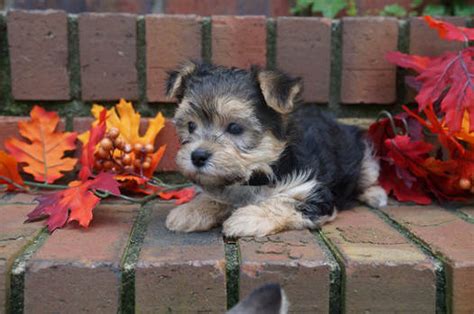 Call or email us for more information. Morkies & Maltipoo Puppies For Sale in Georgia | Kat's Kennel