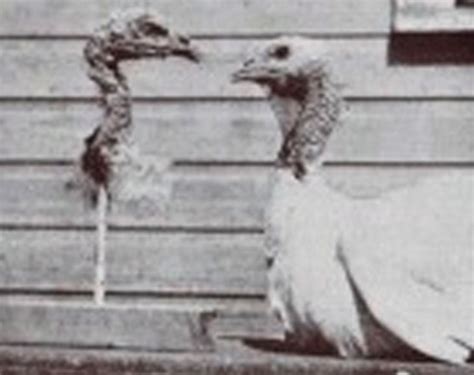 10 Bizarre Scientific And Drug Related Experiments Done On Animals